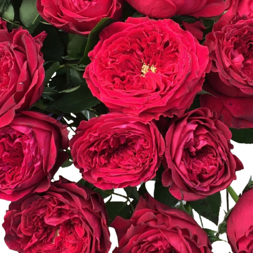 Rose Tess