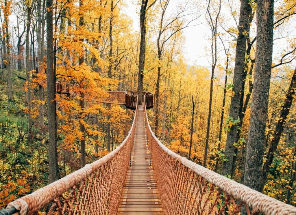 Treetop Skywalk: Tree Walk in Gatlinburg in fall and spring with amazing yellow leaves