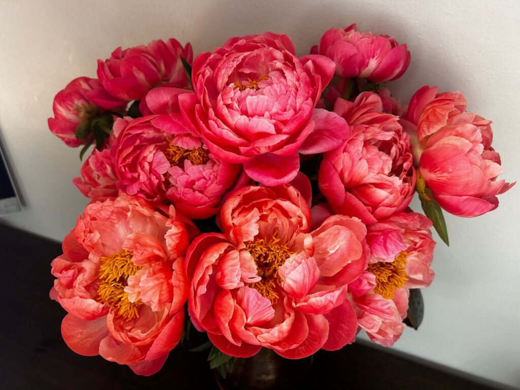 Coral Peony