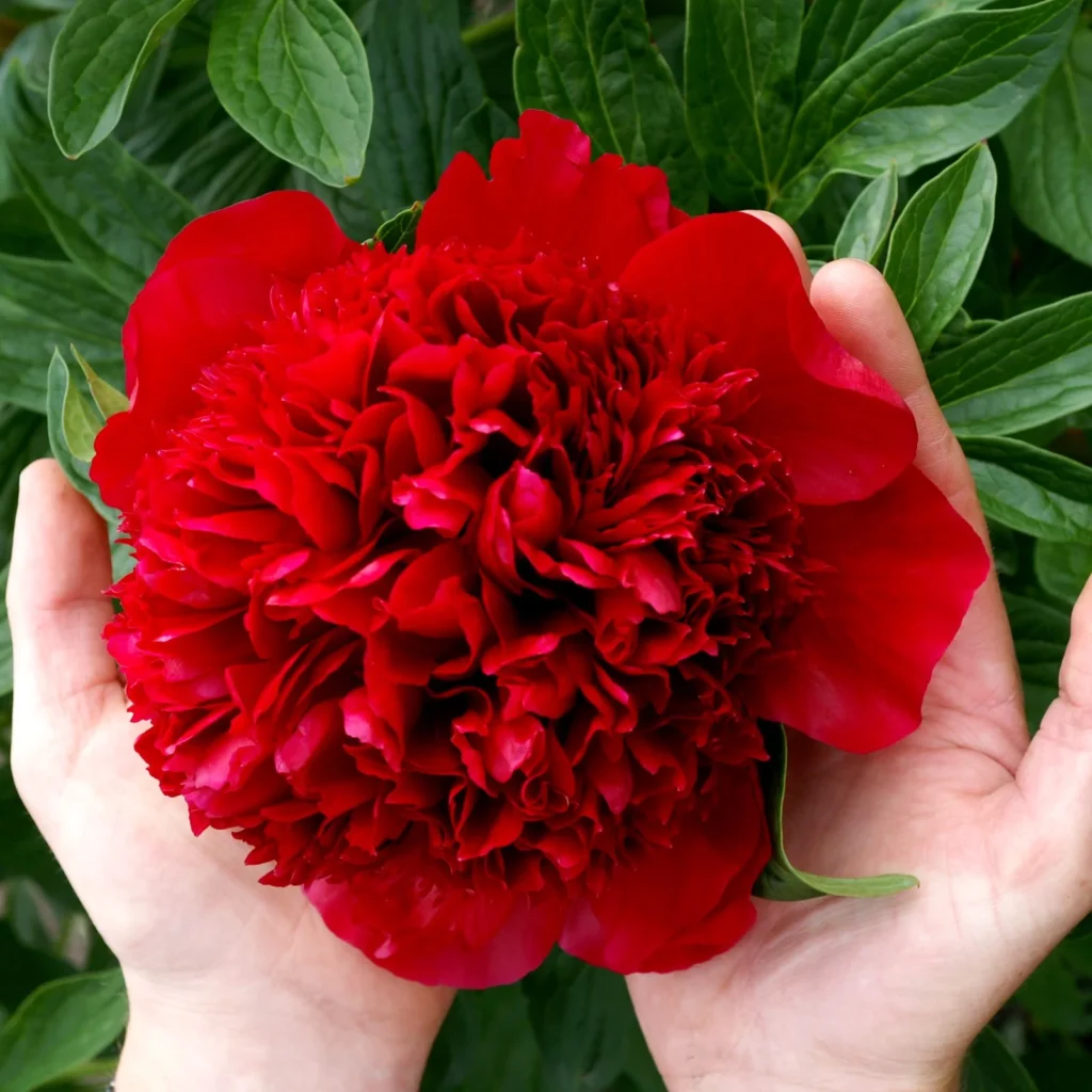 Red Peony