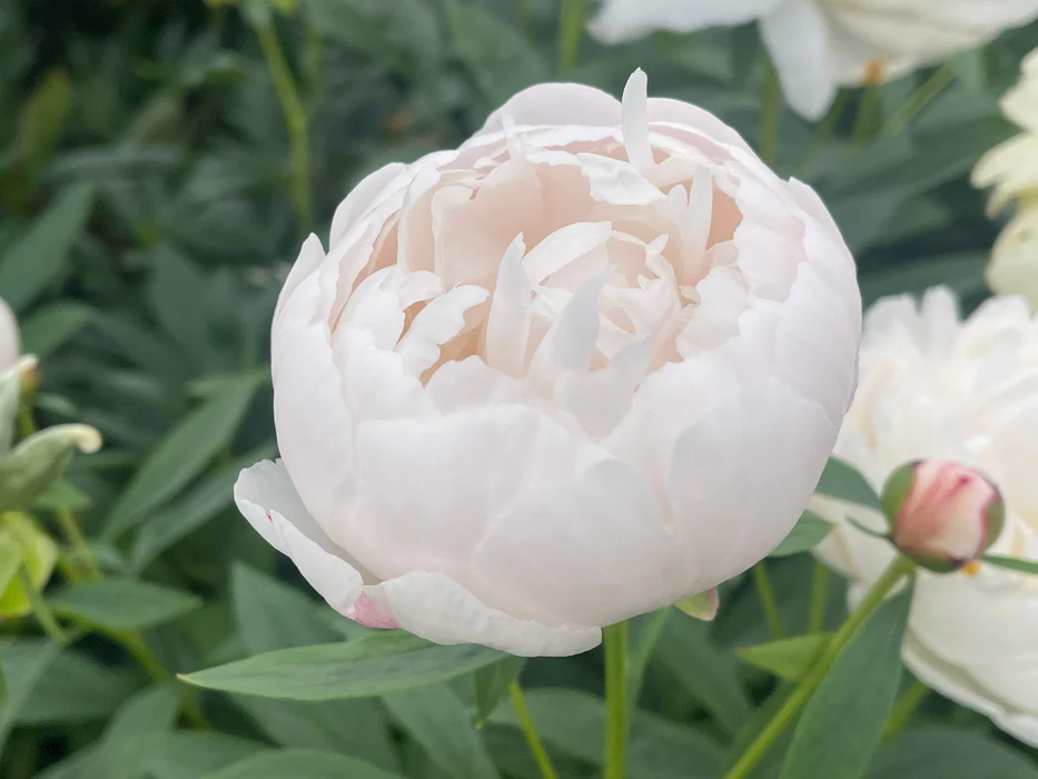 White Peony 