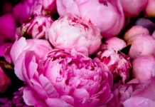 Peony Color Meaning: What Each Bloom Symbolizes in Love, Life, and Culture Peony Color Meaning