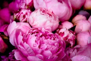 Peony Color Meaning