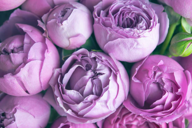Purple Peony