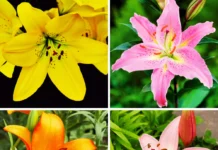 What Color Is a Lily? A Complete Guide to Lily Flower Colors, Symbolism, and Meaning What Color Is a Lily? A Complete Guide to Lily Flower Colors, Symbolism, and Meaning