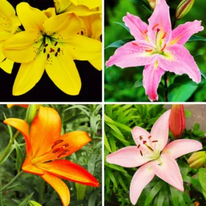 What Color Is a Lily? A Complete Guide to Lily Flower Colors, Symbolism, and Meaning