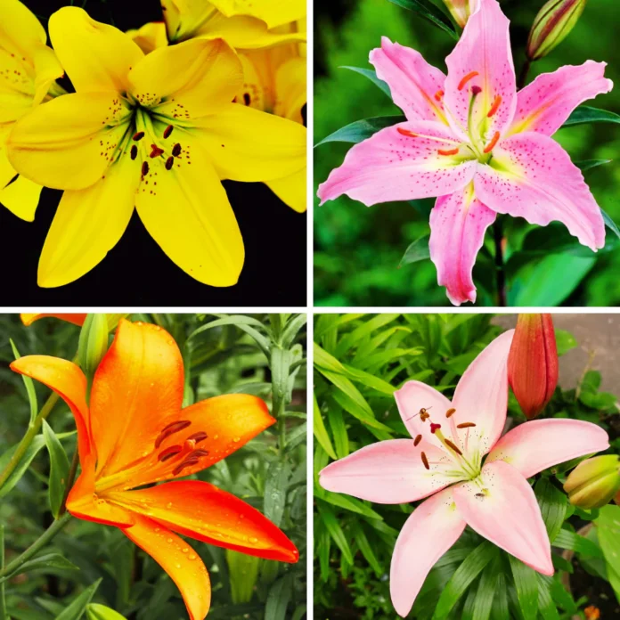 What Color Is a Lily? A Complete Guide to Lily Flower Colors, Symbolism, and Meaning