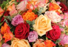 Rose Flower Meaning: Symbolism of Rose Colors, Numbers & Spiritual Energy The Meaning of Rose Flowers: Colors, Symbolism, History & Hidden Messages
