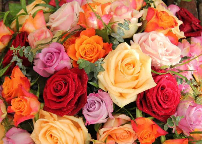The Meaning of Rose Flowers: Colors, Symbolism, History & Hidden Messages