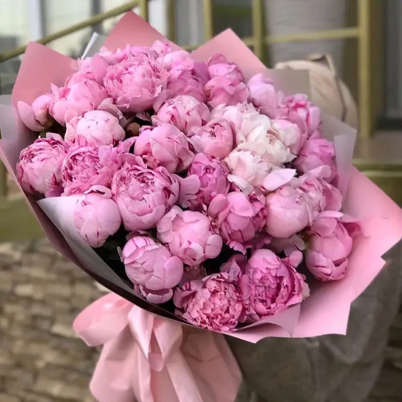 Pink Peony
